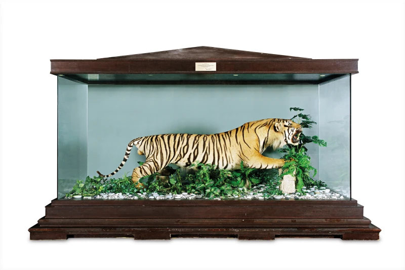 Stuffed Tiger